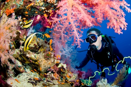 Scuba Diving Sites & Shops  Marathon Florida Keys Scuba Diving