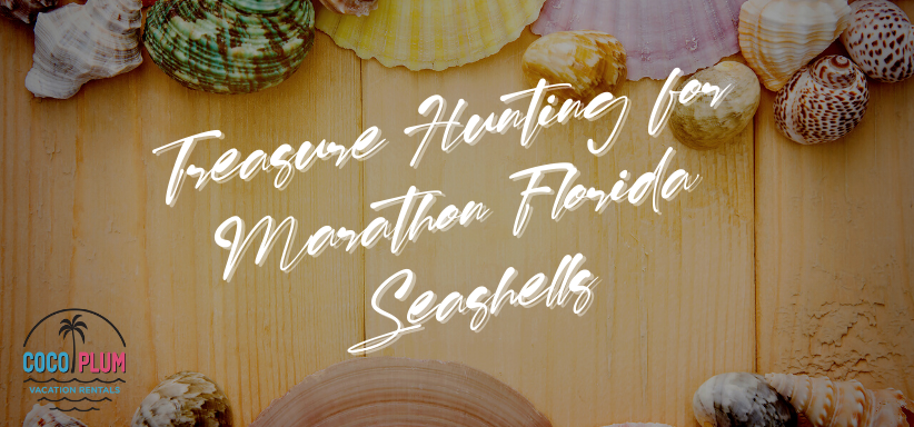 Treasure Hunting for Marathon Florida Seashells