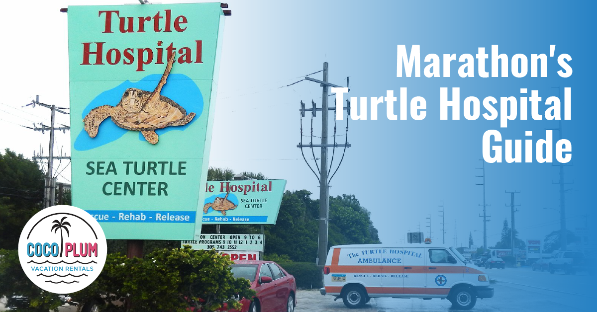 Your Guide To Visiting The Turtle Hospital in Marathon